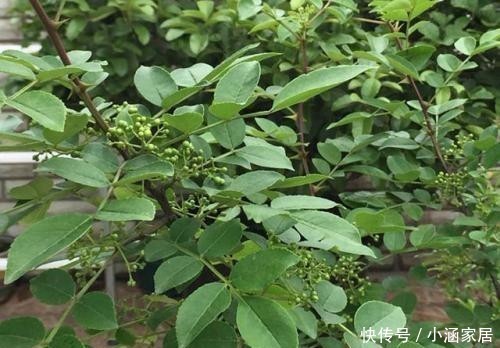 花椒树|1树生得妙,果能吃、叶能吃,全身是宝,小时候却砍来当柴烧