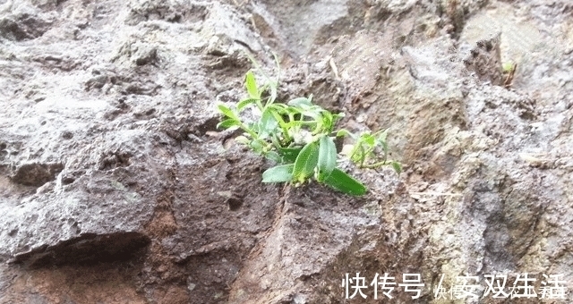 我们来了|人称“皇帝草”,若出现您家岩石上,请保护好,价值堪比“黄金”