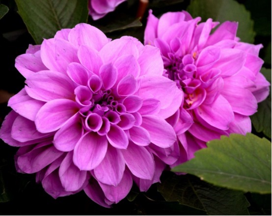 你是养花杀手学习简单四个小技巧,让你的花枝繁叶茂