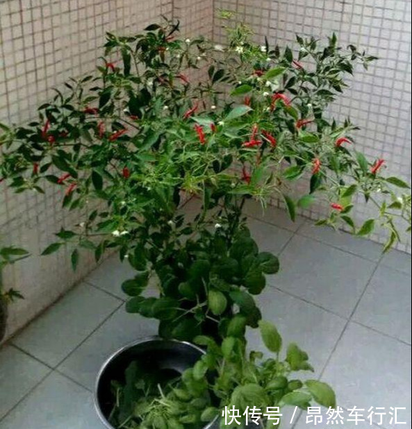 小菜园|养花技巧：一个油桶胜过两花盆，种菜养花好用又省钱！