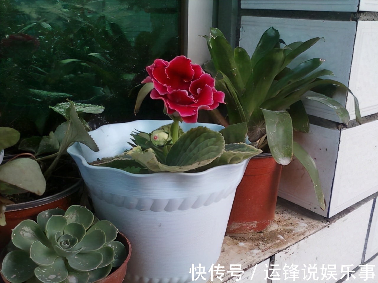 养护|6种花超耐阴,但凡有一丁点散射光,迅速爆满一屋子,美死了