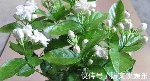 叶片|养茉莉“小窍门”，秒变开花机器，四季开花不断，次次开花都爆盆