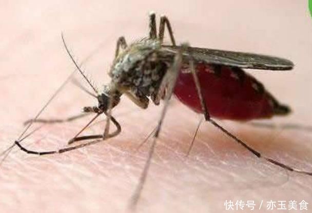 橘子皮驱蚊效果太好了 教你4种实用驱蚊小妙招 连蚊香都节省了 粉紫色 橘子皮驱蚊效果太好了 教你4种实用驱蚊小妙招 连蚊香都节省了 粉紫色