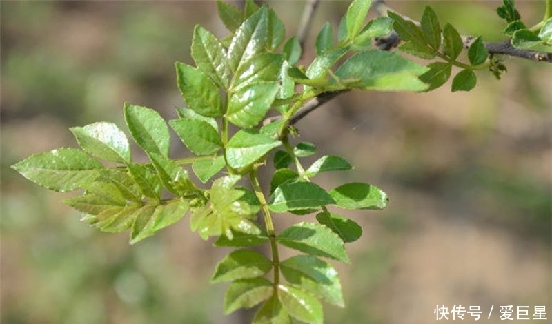 春吃芽,5种“春芽”要多吃,2种“毒芽”可别吃,健康最重要