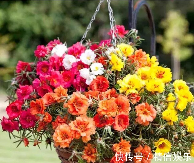 路边挖棵“太阳花”,学会2招,养一年变“老桩”,能开多色花