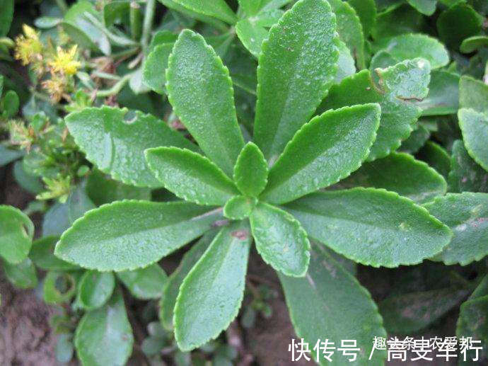 救心草|这种植物“传说中”的金不换,现在的年轻人,大部分都不认识它?