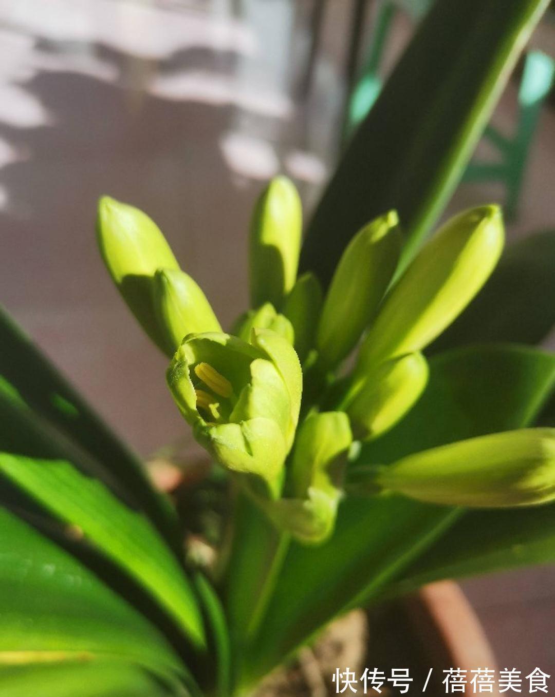 养君子兰就得学会6要点,叶子绿油亮,开花多又大