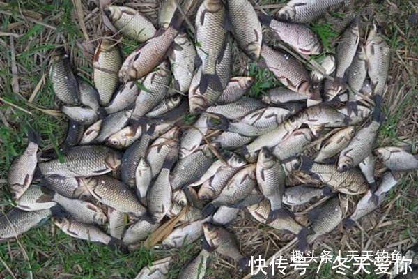 天气越冷越要找鱼窝,鲫鱼喜欢藏在这些地方,找准位置下钩就上鱼