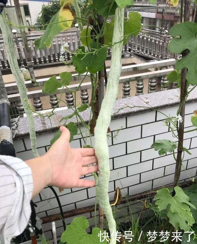 特效药|它是治疗黄疸“特效药”,农村很常见,若有需要,抓紧收藏!