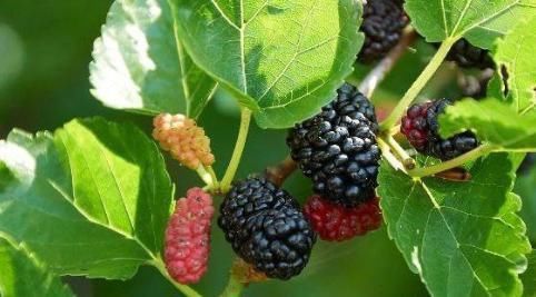 女人“例假”走后,多吃3种碱性食物,还能唤醒人生第二春!