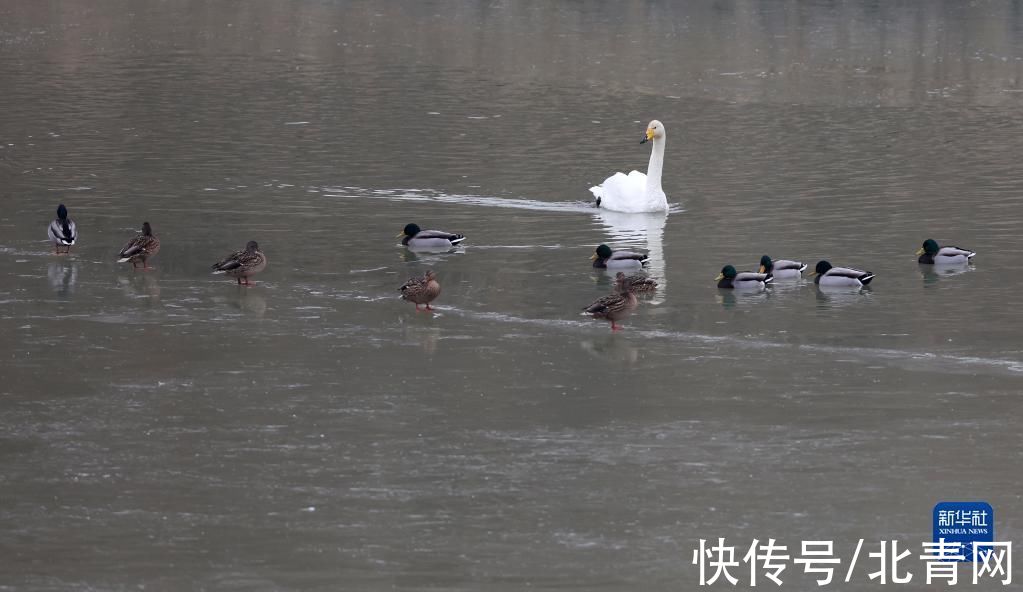 甘肃省|甘肃：候鸟冬憩洮河湿地