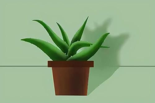 拿新鲜的芦荟擦脸，能美容养颜吗？听听医生怎么说，再动手也不迟