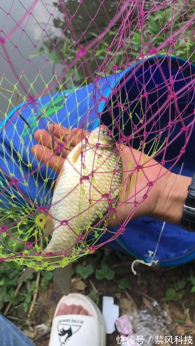 鲫鱼|夏天大板鲫都藏在这些地方,方法用对就可以钓到