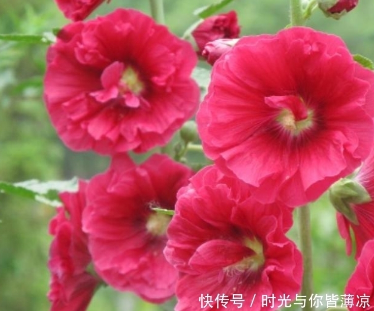 家有庭院就养4种花,夏天开正旺,花期长花朵多,一盆开出200朵花