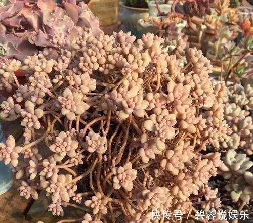 多肉|张大妈家的“多肉”又爆盆了,给看得“眼红”了