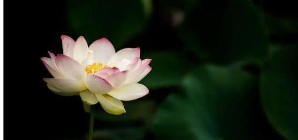 死因|他被誉为“词中杜甫”,贫困潦倒之下爱妾离他而去,最后死因不明