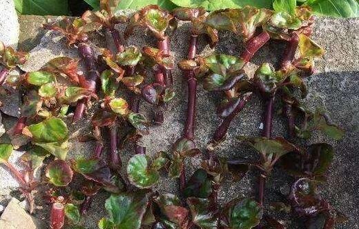 养四季海棠,可水插也可土插,2周长根,3个月长一大盆,不停开花