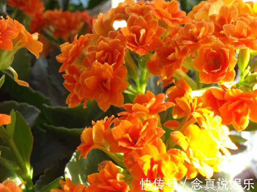花色|丹麦盆栽花卉之冠圣诞伽蓝菜长寿花色丰富，理想的室内花卉