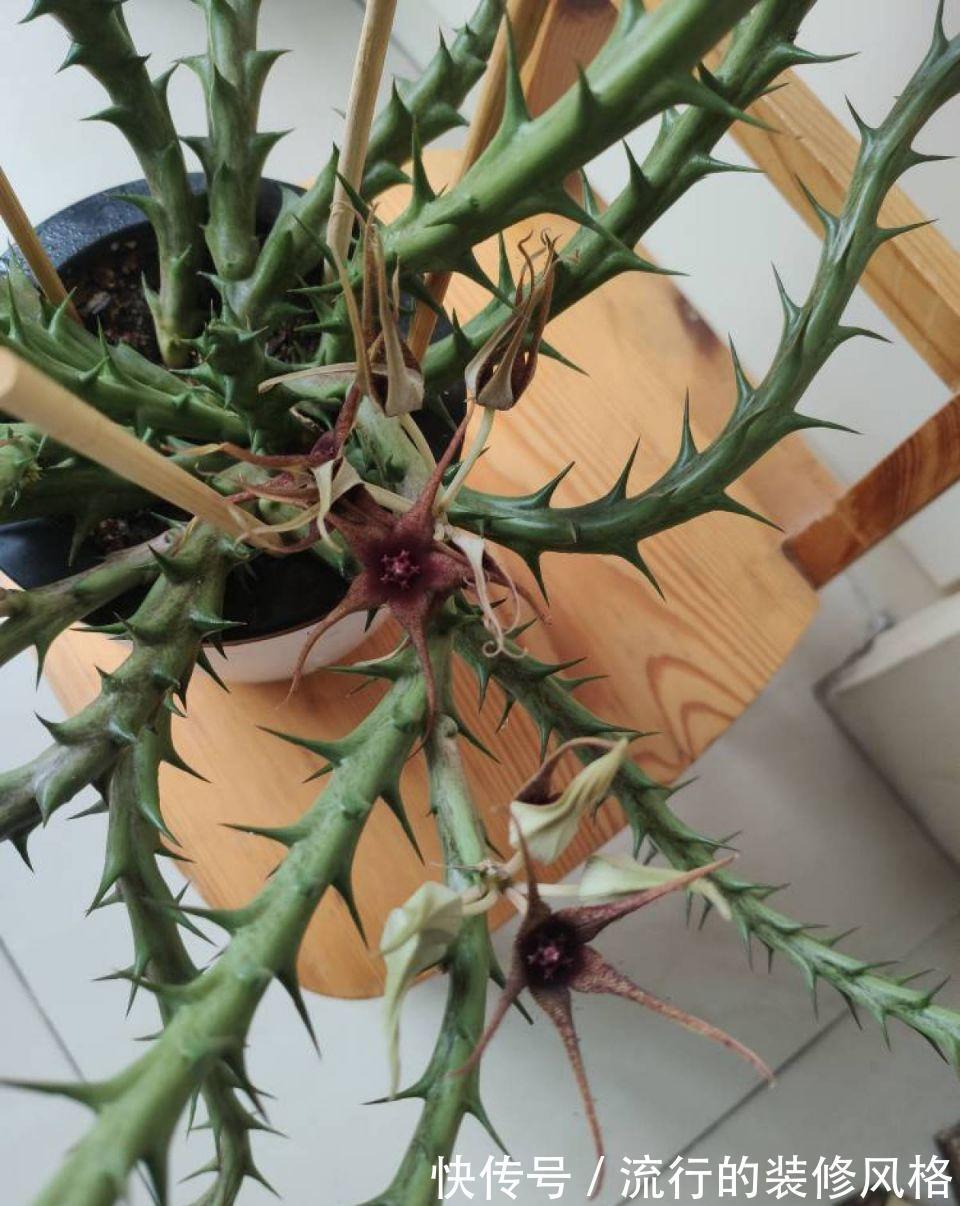 家里养了这花，满屋子都是臭味，家人让我赶紧扔掉