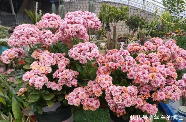 家中常见的5种花,用小盆,少浇水,才能长得更旺盛,开花更多!