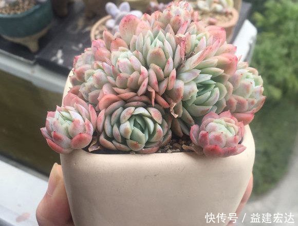 浇灌|往多肉盆里撒把这些东西,不烂根,爆盆又爆仔