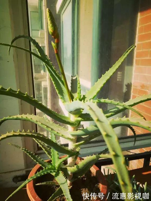 4种花有灵性,平时难开花,一有好事就开花!