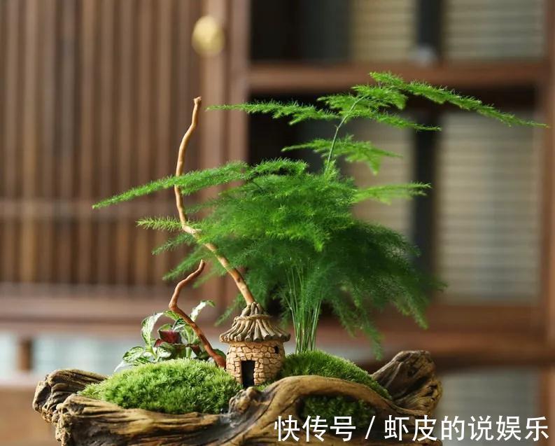 12种“健康花”,家里没太阳,照样长爆盆,贵气漂亮,旺家又养人