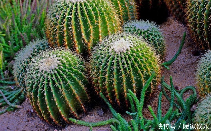 蹭蹭|仙人掌浇水有讲究,死记这几点,蹭蹭长成大高个!