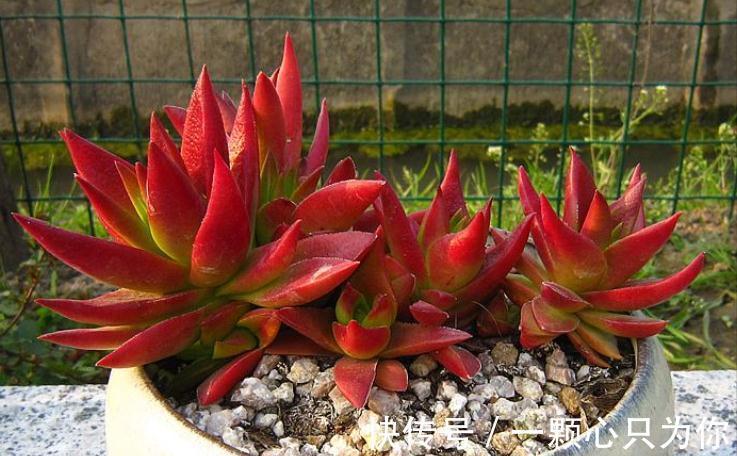 6种多肉不怕冻，越冷越好看，冻成“美肉”，冬天不养真亏