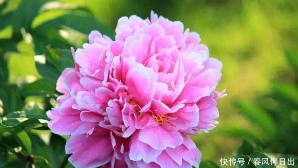 对待新手超友好的几款花卉,不用操心,媲美玫瑰,花朵姿态万千