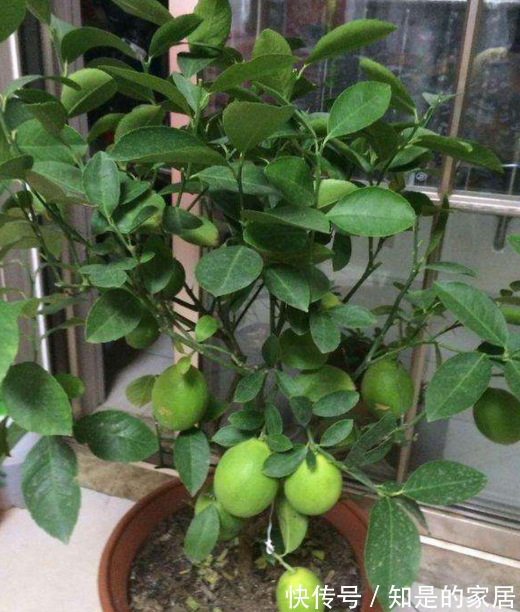 多元素|5种“漂亮花”,秋天乱修剪?小心来年,一年没花看