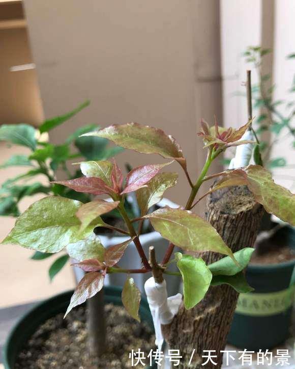 扦插|扦插三角梅,了解掌握几个小技巧,冬天也能生根发芽,一盆变多盆