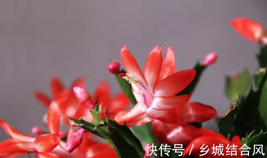 鸿运当头的蟹爪兰,用这些小妙招可以花开如海