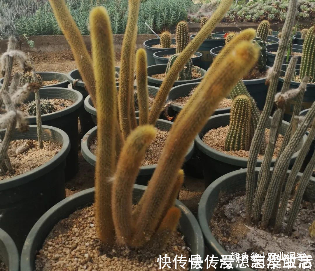 农村80后姑娘舍弃万元月薪,回老家大棚种这东西,没想到还很赚钱