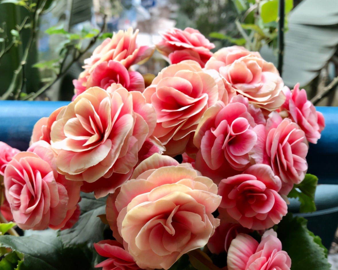 4种花被称为“夏必死”，没有大棚环境，新手春季最好不要买