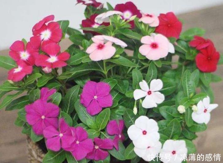 4种花养了就爆盆,好养易活开花漂亮,天天有花赏