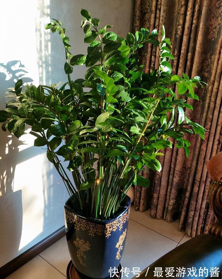 10大吉祥花,好养又高档,家里养一盆,有花有果招财又旺家