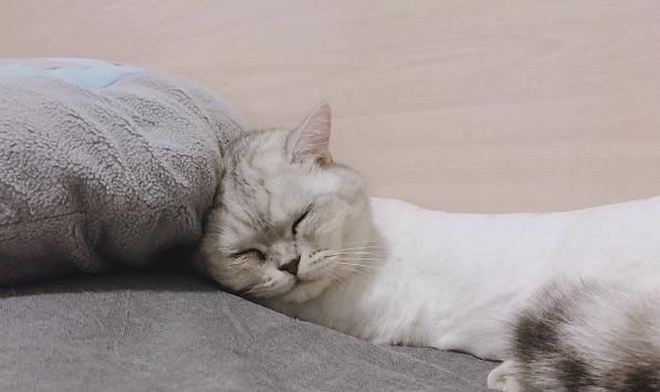 猫一天睡多久 一睡十几个小时是要睡到山无棱天地合啊 快资讯