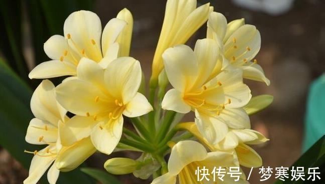 “翩翩”君子兰总是烂根土壤里撒点“它”,肉根白胖不腐烂