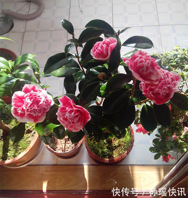 盆景|此龙火珠,比牡丹花还漂亮,花期长,养护简单,还可做盆景