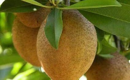 夏天|炎热的夏天，多吃此水果，预防高血压、预防老年痴呆、还可以润肺