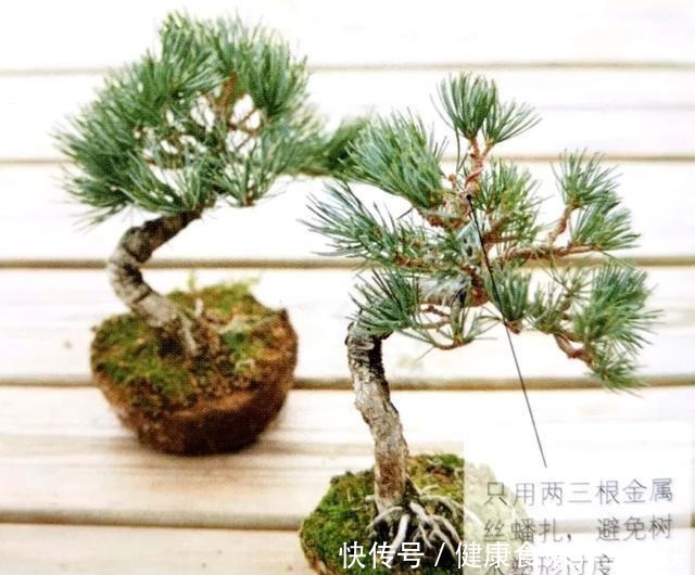 “岩石与树枝”一步步完美契合，叹服附石盆景的魅力无人能挡！