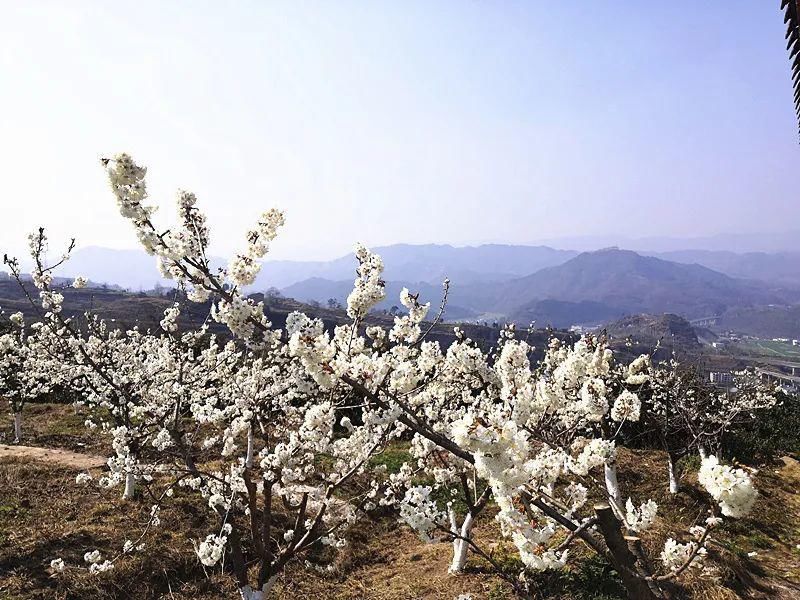 地方|石柱这里的300亩樱花已经美成大片了！