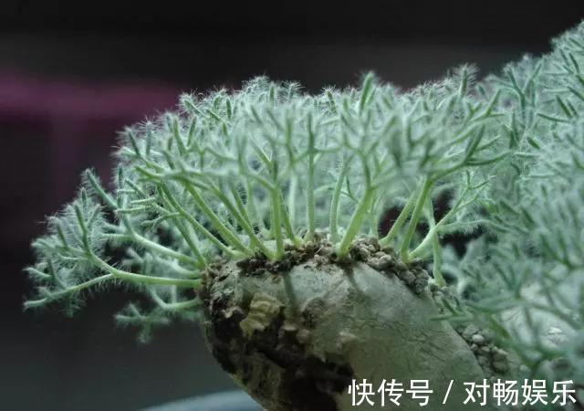 世界上最贵的花,一盆就是一座房子!看过的贵气满满