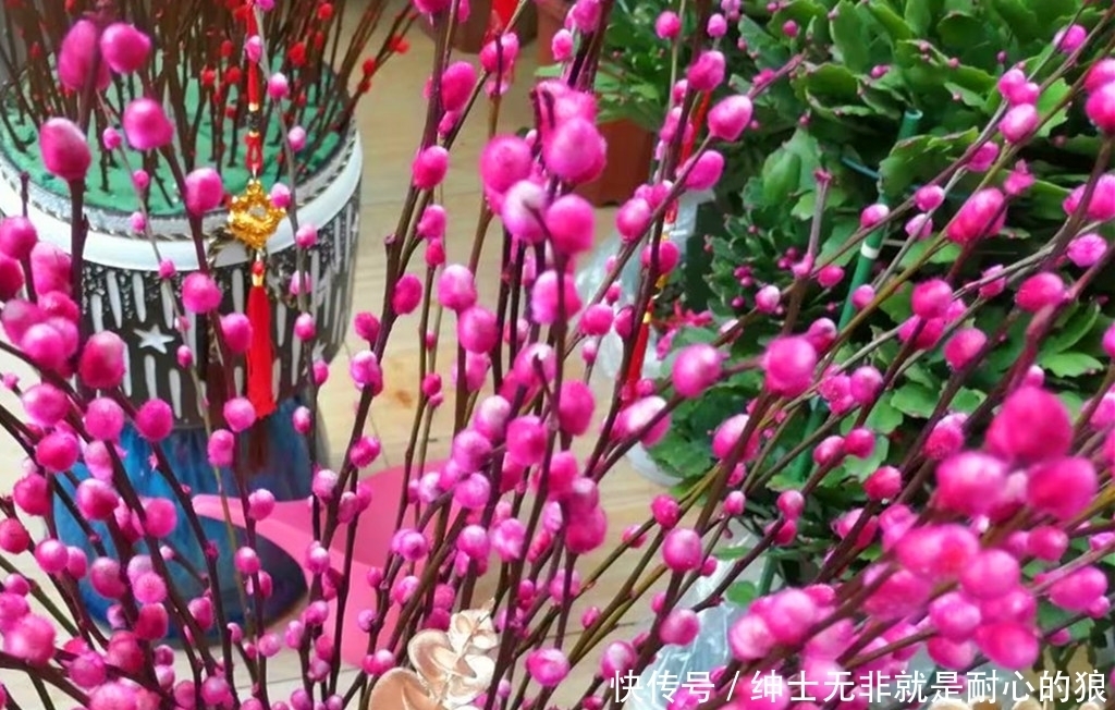 花市买年宵花要多看多问,不然可能买到假花,还会买到假颜色