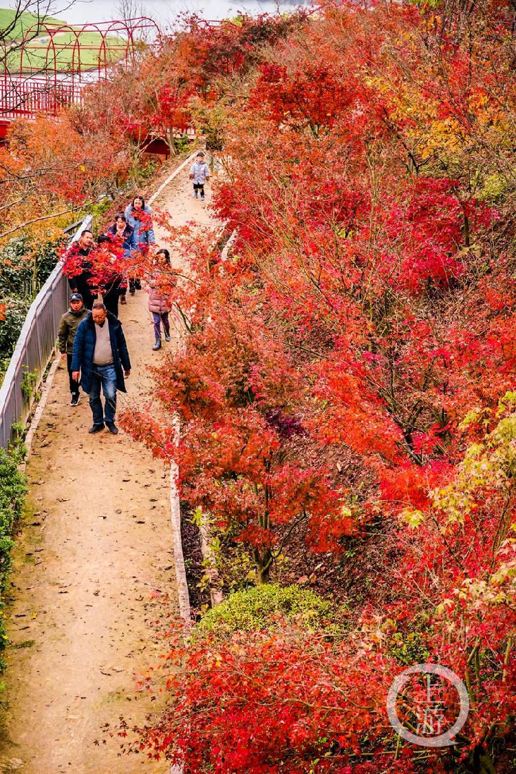 天坪山|天坪山红遍层林尽染 重庆赏红枫好去处