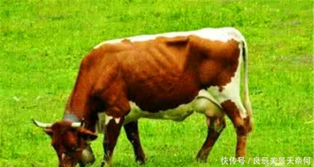 时期|换个套路保护牛:谈报应,讲道理,古代禁止杀牛有妙招