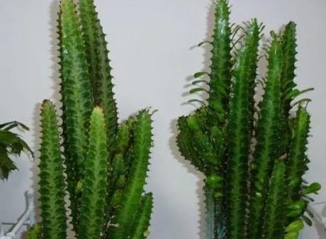 养花不如种树,这三种镇宅招财树,养在客厅既上档次又耐活