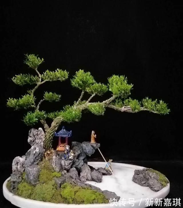 盆景|“盆景”如何修剪不同树种,不同时期我们都要做什么