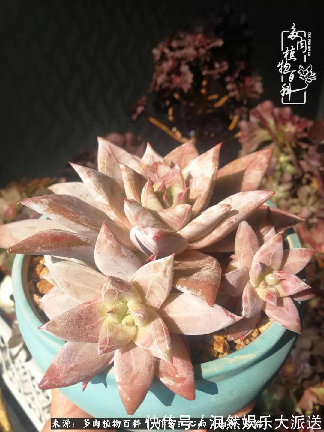 蚧壳虫|为肉痴狂!多肉植物也会用最美的容颜报答我们的勤劳付出!